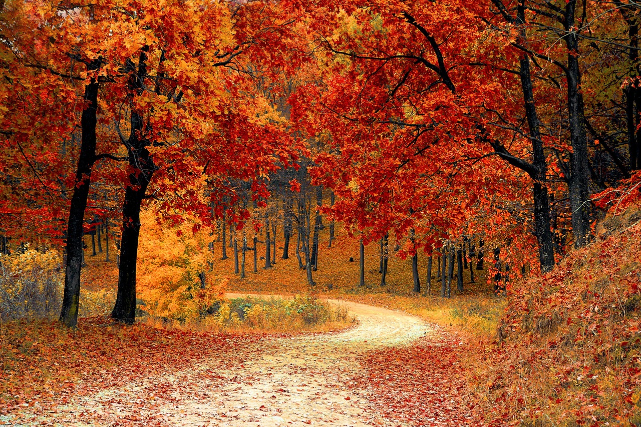 SENTIERO NEL BOSCO IN AUTUNNO